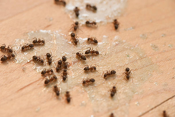 Best Residential Pest Control  in Gonzalez, FL